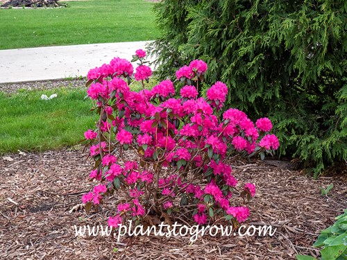 PJM Elite Rhododendron
The color of this PJM cultivar is intense.